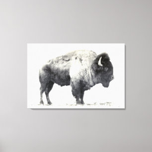 Historical Photograph of American Bison Canvas Print