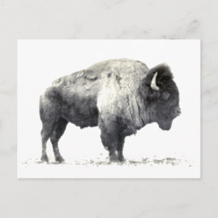 Historical Photograph of American Bison Postcard
