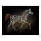 History of the Arabian Horse Poster