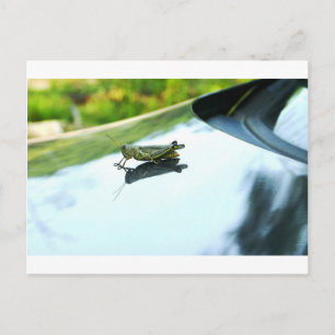hitch hiking grasshopper postcard