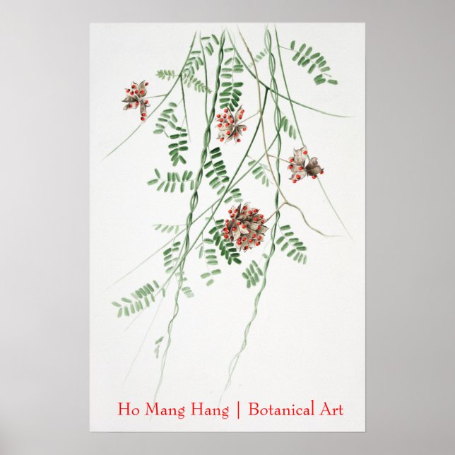 Ho Mang Hang Botanical Art poster 1 (Front)