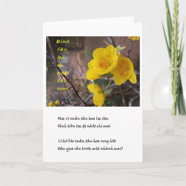 hoa mai vang holiday card (Front)