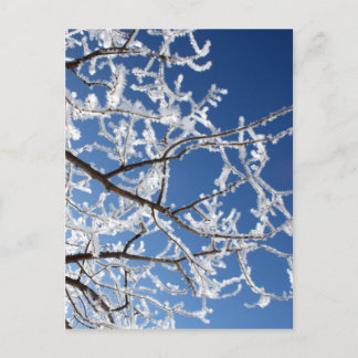 Hoarfrost branches postcard