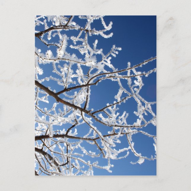 Hoarfrost branches postcard (Front)