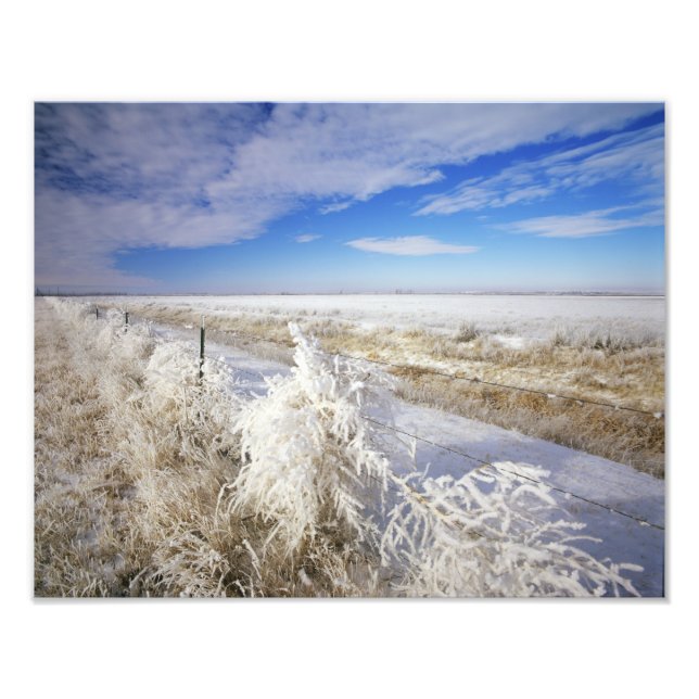 Hoarfrost coats tumbleweed and fenceline near photo print (Front)