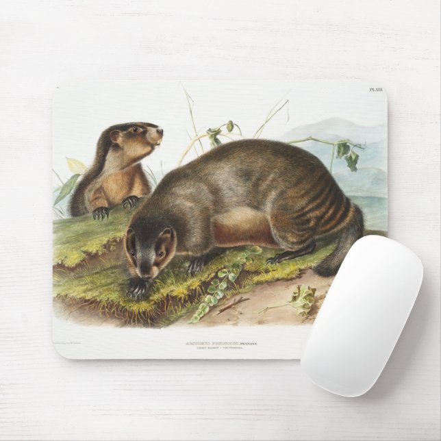 Hoary Marmot Camping Deco Gifts Mouse Mat (With Mouse)