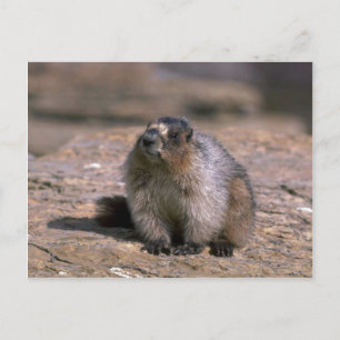 Hoary Marmot Postcard