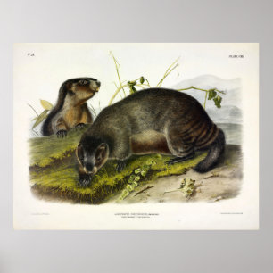 Hoary Marmot, The Whistler by Audubon Poster