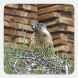 Hoary Marmot (Whistler) Wildlife Sticker