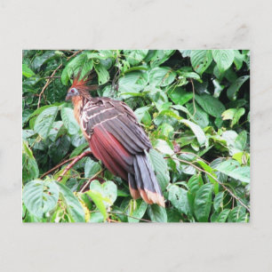 Hoatzin "Stinky Turkey"  Pastaza River, Ecuadorean Postcard
