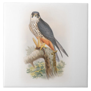 Hobby Falcon John Gould Birds of Great Britain Tile