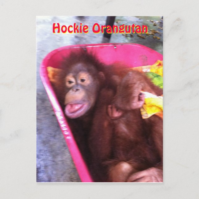 Hockie Orangutan- a special needs girl Postcard (Front)