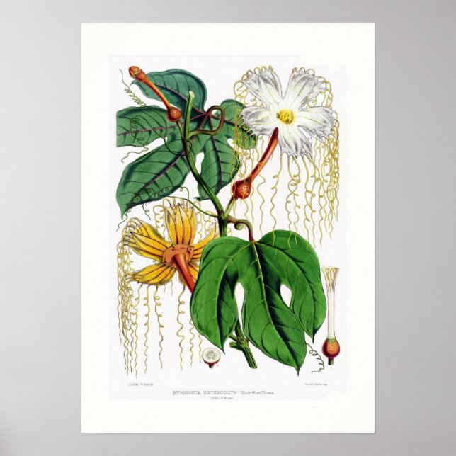 Hodgsonia heteroclita female poster (Front)