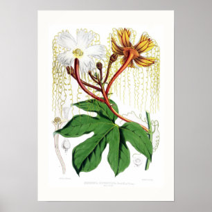 Hodgsonia heteroclita male poster