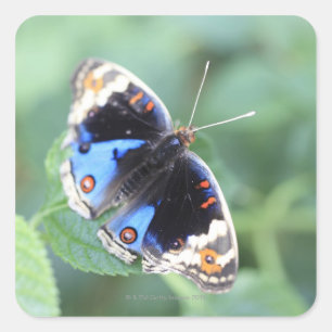 Hodokubo, Hino, Tokyo, Japan 4 Square Sticker