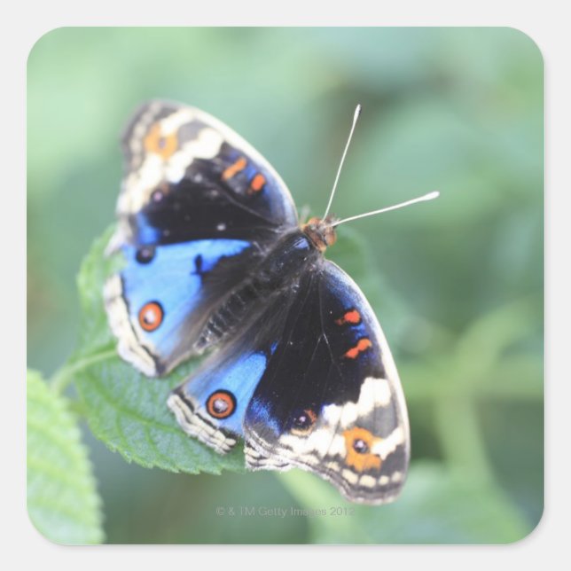 Hodokubo, Hino, Tokyo, Japan 4 Square Sticker (Front)