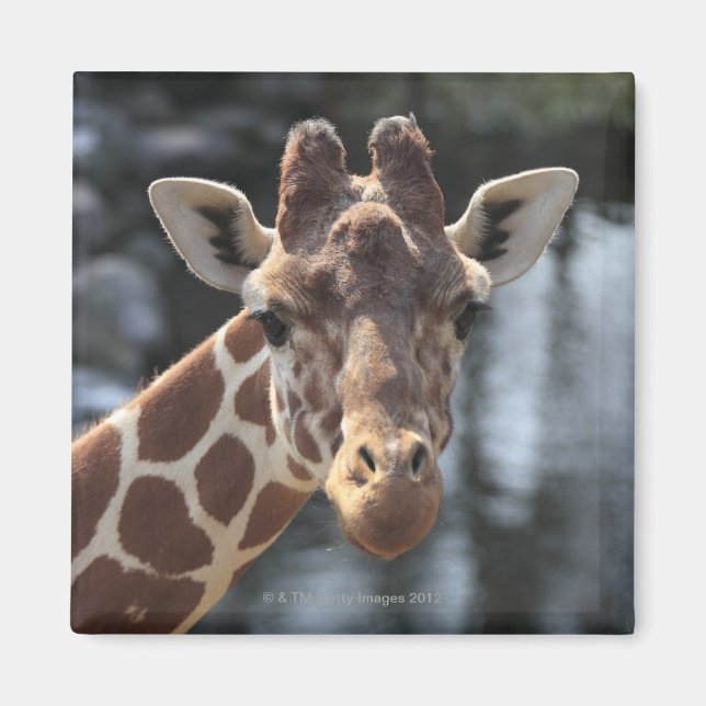 Hodokubo, Hino, Tokyo, Japan 6 Magnet (Front)