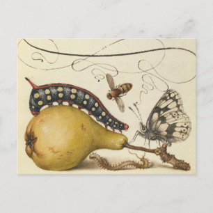Hoefnagel Vintage Pear & Insects 1500s Renaissance Postcard