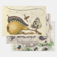 Hoefnagel Vintage Pear & Insects 1500s Renaissance