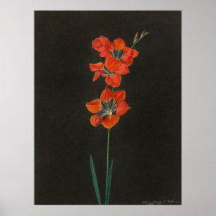 Hoffmann's Lelie Flowers Poster