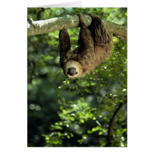 Hoffmann's two-toed sloth