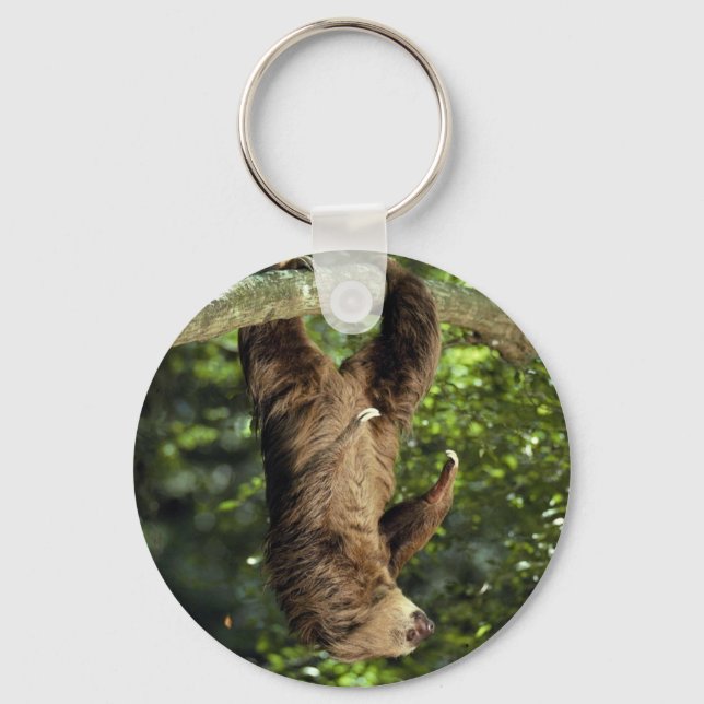 Hoffmann's two-toed sloth key ring (Front)