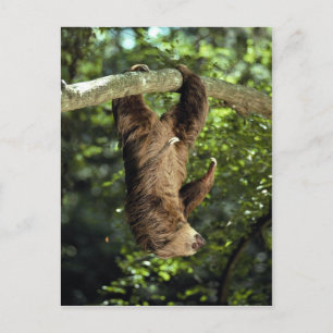 Hoffmann's two-toed sloth postcard
