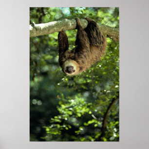 Hoffmann's two-toed sloth poster