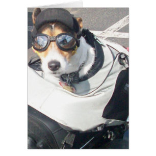 Hog Dog