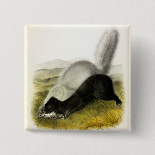 Hog-nosed Skunk (Texan Skunk) Audubon's Quadrupeds 15 Cm Square Badge
