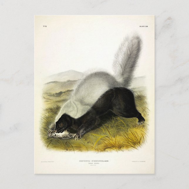 Hog-nosed Skunk (Texan Skunk) Audubon's Quadrupeds Postcard (Front)