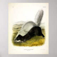 Hog-nosed Skunk (Texan Skunk) Audubon's Quadrupeds