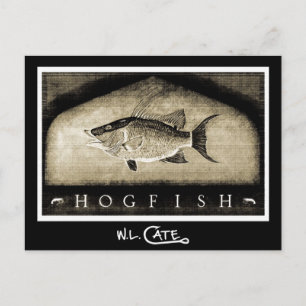 Hogfish Vintage Black & White Postcards