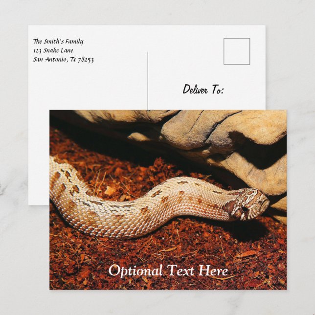 Hognose Pet Snake Postcard (Front/Back)