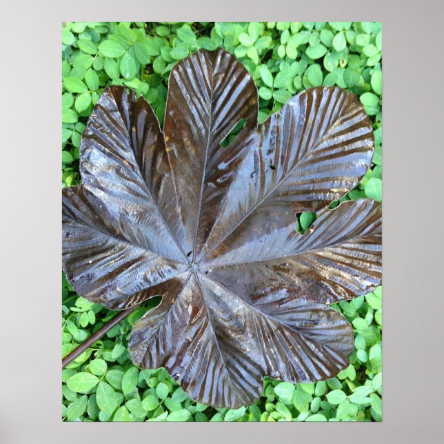 Hoja de Yagrumo seca sobre grame verde  Poster (Front)