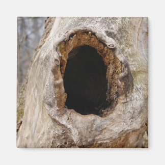 Hole in a Tree Trunk Magnet
