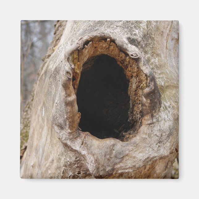 Hole in a Tree Trunk Magnet (Front)