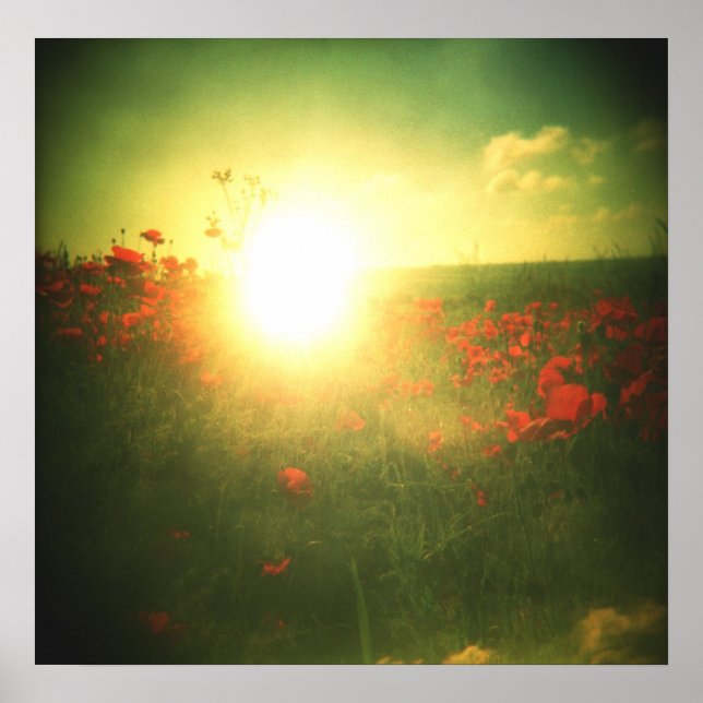 Holga poppy sunrise print (Front)