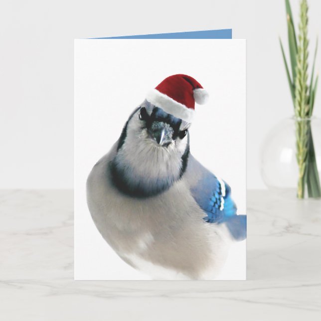 Holiday Blue Jay (Front)