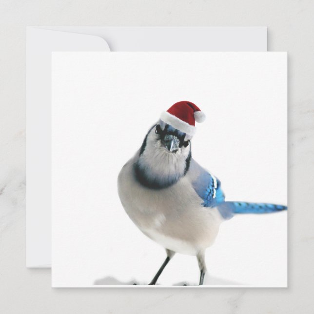 Holiday Blue Jay Invitation (Front)