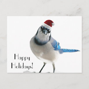 Holiday Blue Jay Postcard