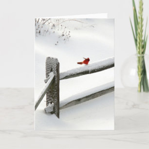 holiday card - Cardinal on Snowy Fence