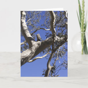 Holiday card, Everglades