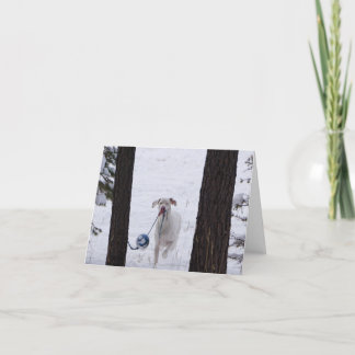 Holiday Cards