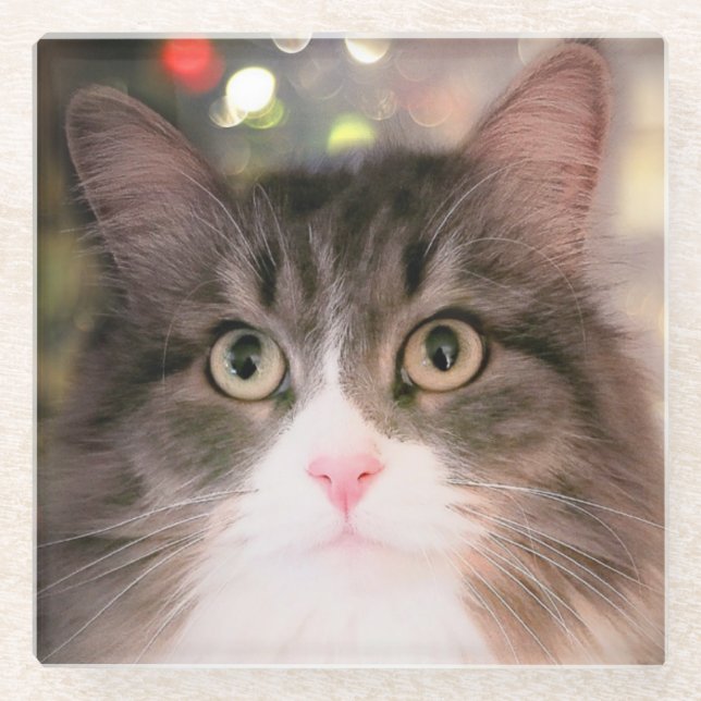 Holiday Cat Glass Coaster (Front)