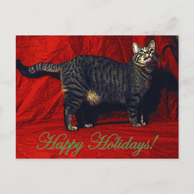 Holiday Cat - postcard (Front)
