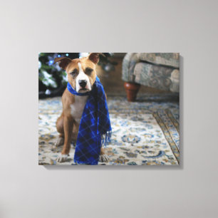 Holiday Cheer from Pit Bull Rescue Dog Canvas Print