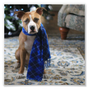 Holiday Cheer from Pit Bull Rescue Dog Photo Print