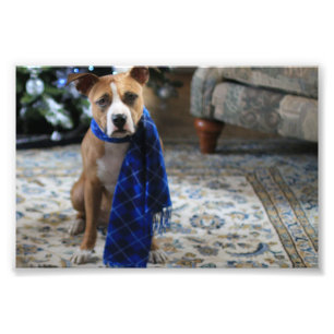 Holiday Cheer from Pit Bull Rescue Dog Photo Print