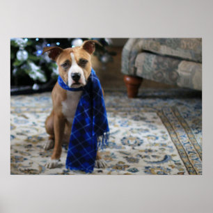 Holiday Cheer from Pit Bull Rescue Dog Poster